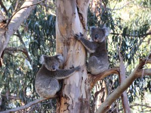 Kangaroo island