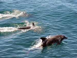 Delfine bei Plettenberg Bay