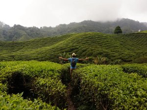 Reisender in den Teeplantagen der Cameron Highlands