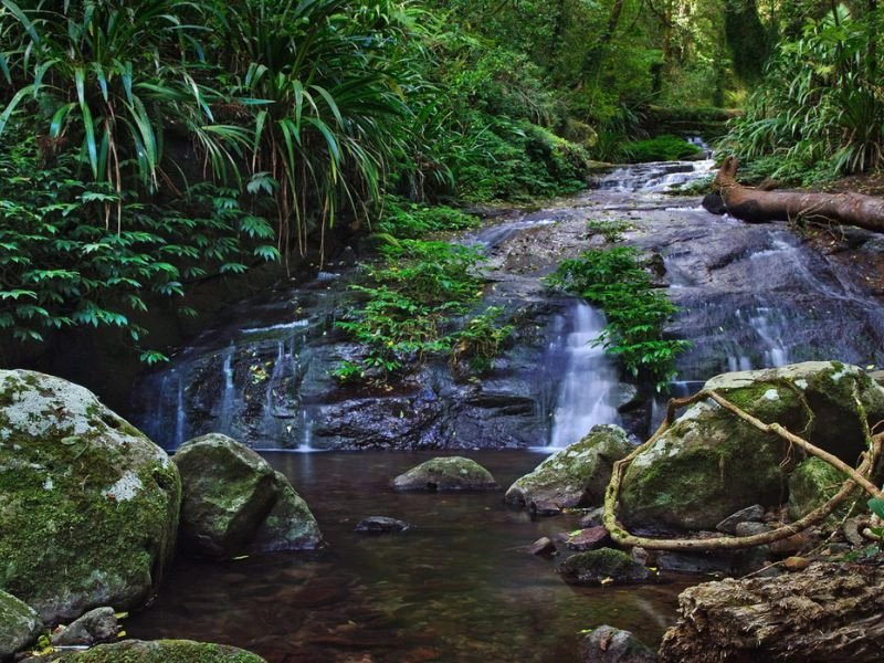 Fluss fließt durch die grüne Landschaft im Lamington Nationalpark in Australien.