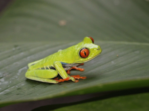 Rotaugenfrosch