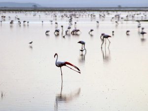 Tsavo-West Nationalpark in Kenia