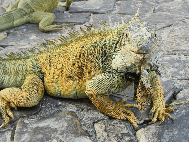 Iguana in Guayaquil