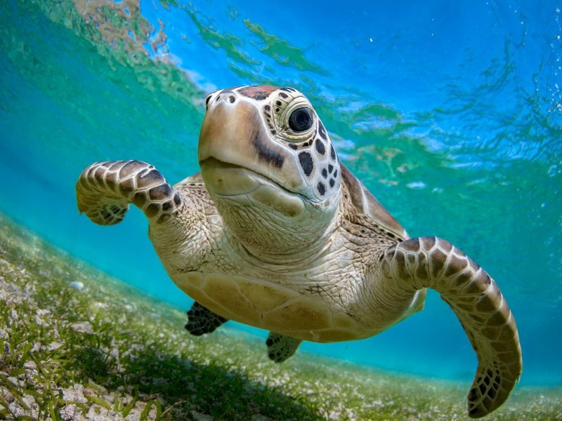 Nahaufnahme einer Schildkröte unterwasser nahe am Meeresboden