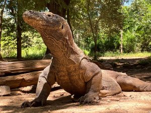 https://cdn.erlebe.de/wp-content/uploads/sites/33/2024/07/Indonesia-Flores-Labuan-Bajo-Komodo-dragon.jpg