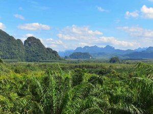 Dschungellandschaft im Khao Sok Nationalpark in Thailand