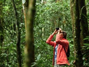 Naturwanderung in Bwindi - Tierbeobachtung mit Fernglas