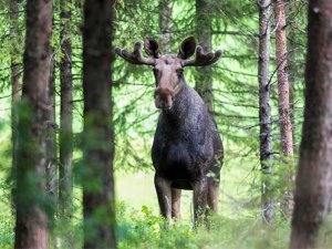 Elchsafari im Tiveden Nationalpark