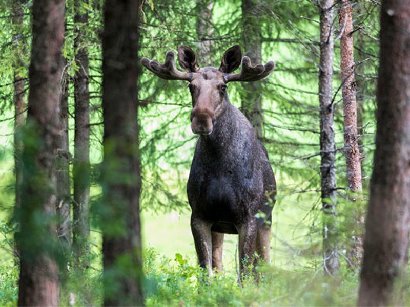 Elch im Sonfjället National Park 