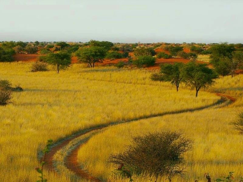 Weg in der Kalahari Namibia