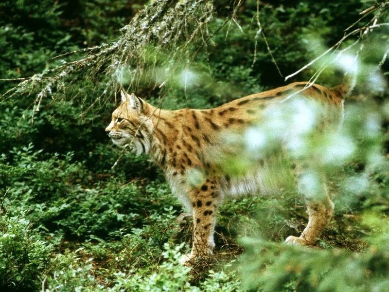 Luchs in Schweden