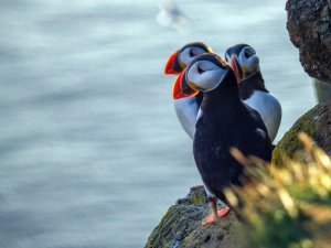 Papageientaucher in Island