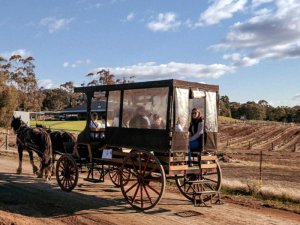 Kutsche wird von Pferden gezogen im Hunter Valley in Australien.
