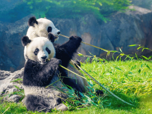 Pandas in Chengdu, China