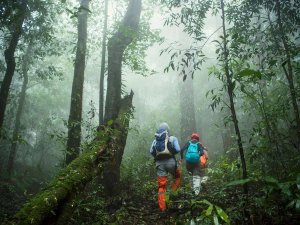 Im Bwindi Wald beim Gorilla Tracking Uganda