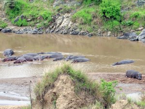 Flusspferde im Amboseli Nationalpark in Kenia