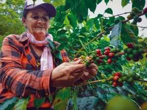 Kaffeepflückerin bei der Arbeit in Nicaragua