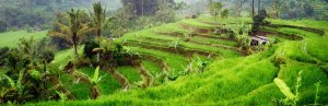 Grüne Reisterrassen auf Bali