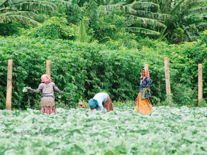 Jaffna Farm Besuch