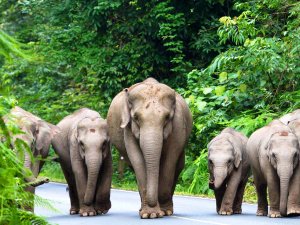 Elefanten im Khao Yai Nationalpark