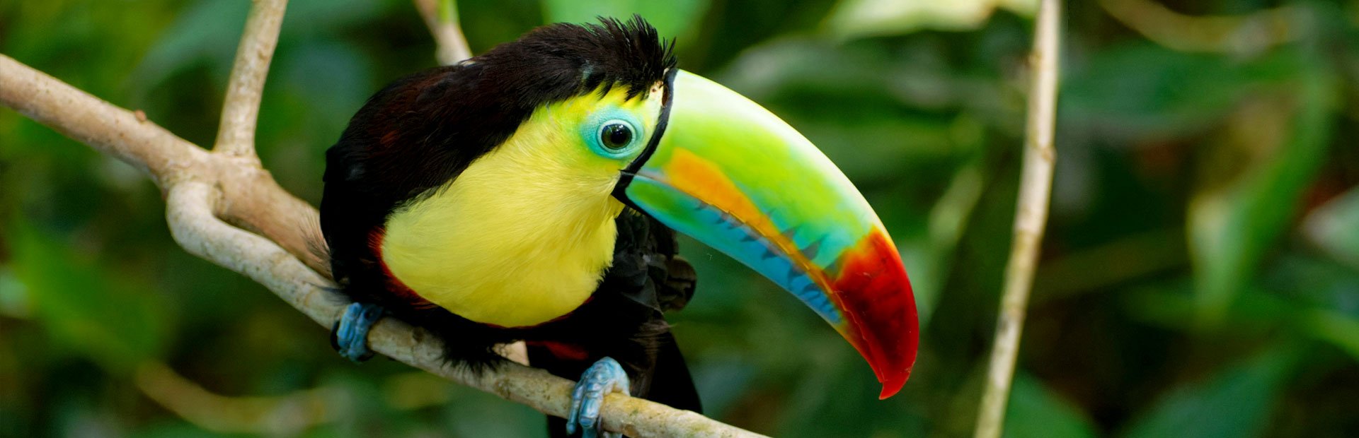Tukan in Costa Rica