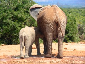 Südafrika Rundreise Garden Route Elefantenkuh mit Kalb