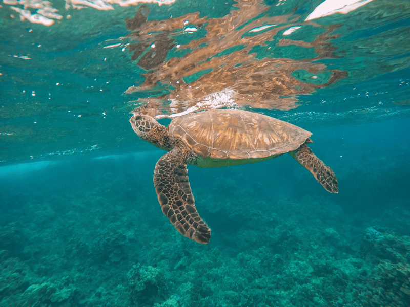 Schildkröte im Meer bei Hawaii