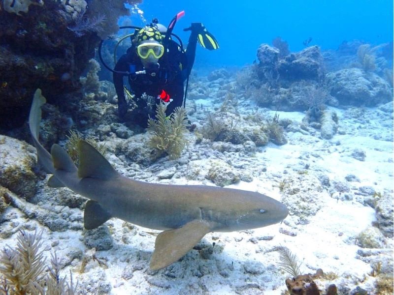 Taucher in voller Ausrüstung beobachtet einen Ammenhai über einem sandigen Korallenriff bei Cayo Santa María, Kuba