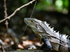 Reniala Spiny Forest Wanderung Madagaskar