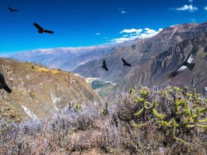 Condore im Colca Canyon in Peru
