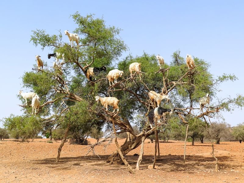 Ziegen auf dem Baum Tafraoute Marokko