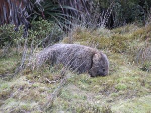 Wombat sucht in grünem und braunem Gras in Australien nach Nahrung