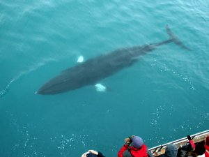 Whalewatching in Island