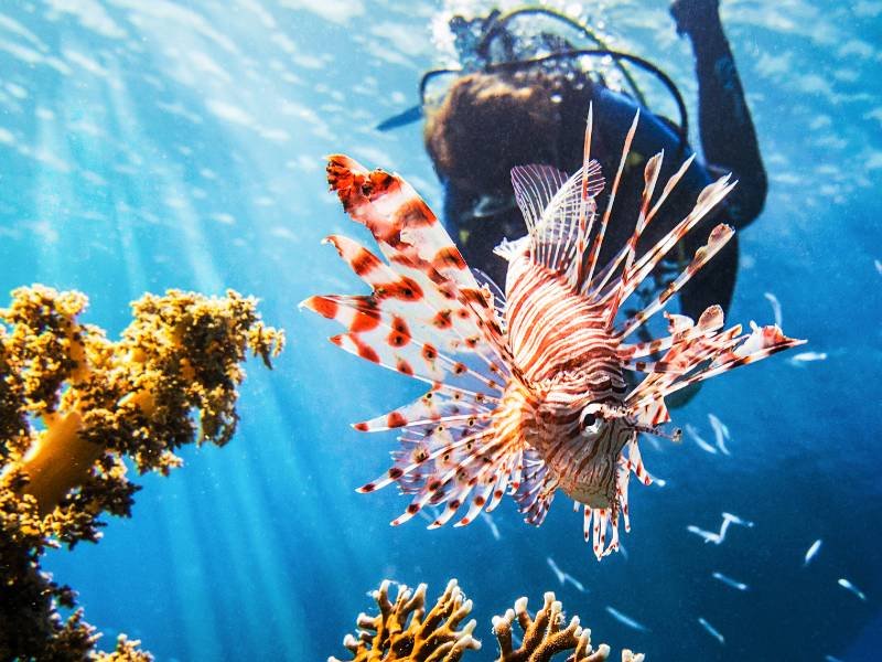 Unterwasserwelt bei Aqaba Jordanien