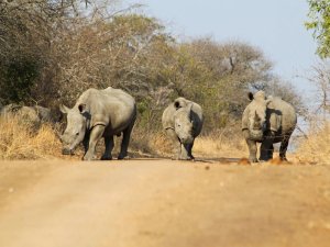 Südafrika Krüger National Park Nashörner