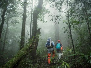 Gorilla Tracking Bwindi Uganda