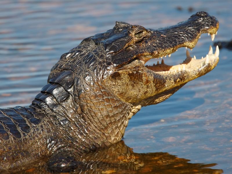 Kaiman am Amazonas in Brasilien