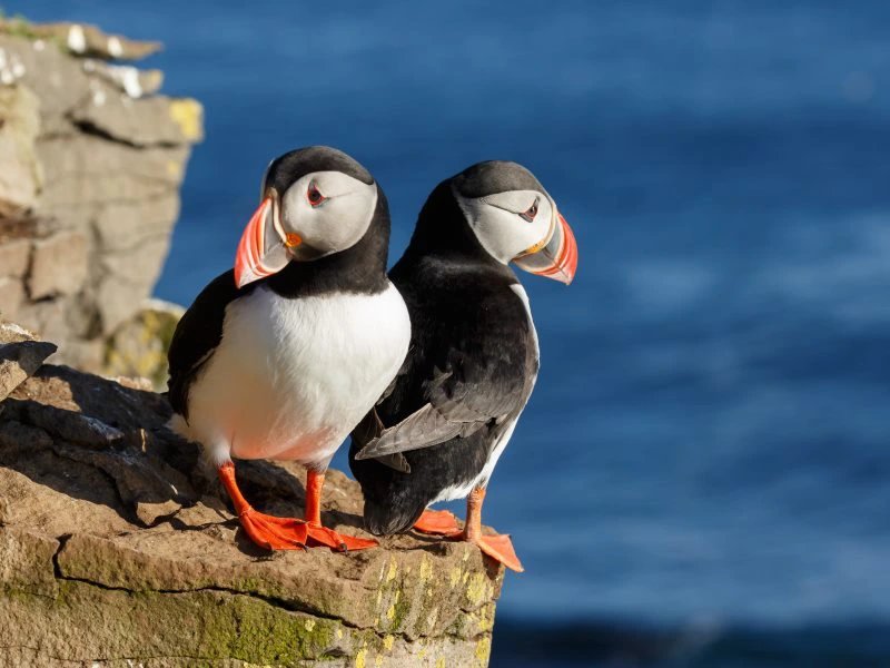 Papageientaucher in Island