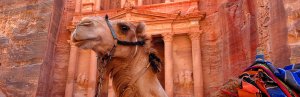 Kamel vor dem Eingang zur Schatzkammer in Petra, Jordanien