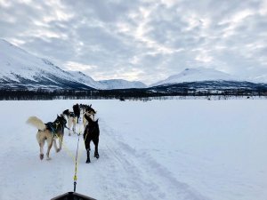 Huskytour bei Whitehorse im Yukon, Kanada