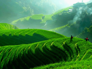 Die grünen Longsheng Reisfelder in Dazhai im Nebel