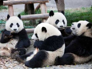 China Herbstferien