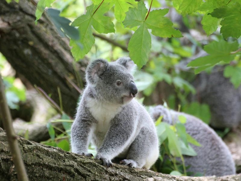 Koala in Australien