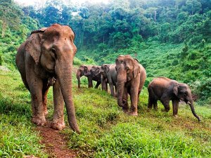 Elefantengruppe in Laos