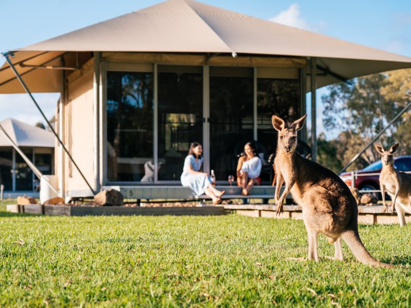 Känguru hüpft vor ein Glamping Zelt in Noosa in Australien