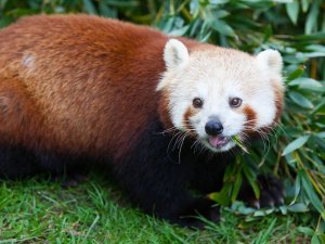 Roter Panda