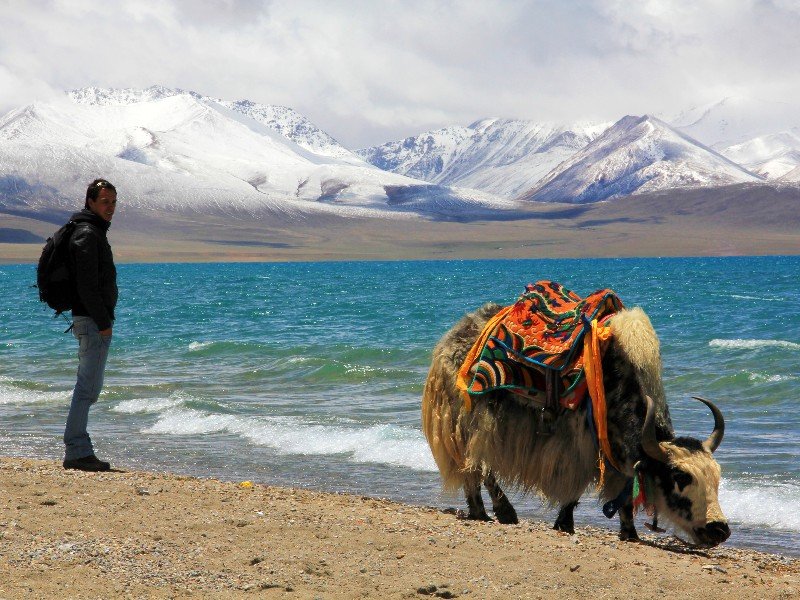 Mann steht an einem See in Tibet neben einem Yak