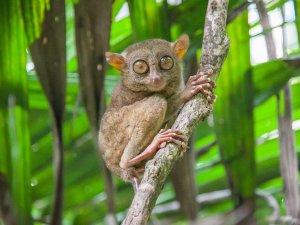 Gespensteraffen in Tangkoko auf Nord Sulawesi in Indonesien