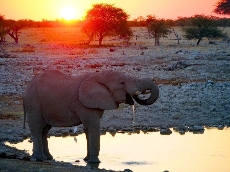 Olifant in Moremi Botswana