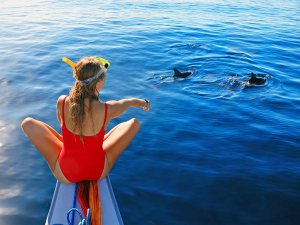 Delfintour in Mosambik